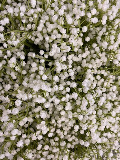 White Gypsophila Spray White Gypsophila Spray