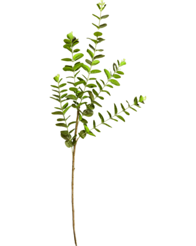 Tall Green Eucalyptus Spray Tall Green Eucalyptus Spray