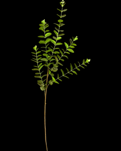 Tall Green Eucalyptus Spray Tall Green Eucalyptus Spray