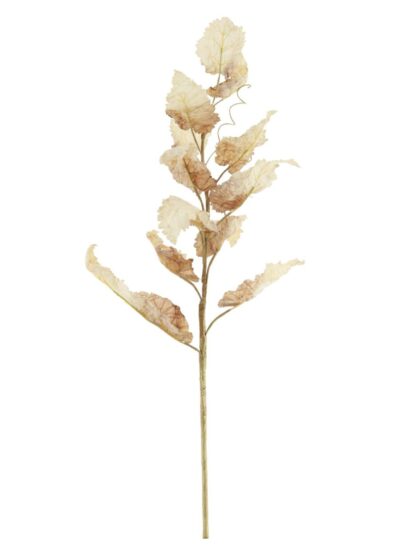 Dried Touch Autumn Branch Dried Touch Autumn Branch