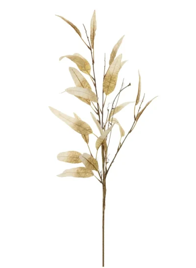 Dried Touch Leaf Branch Dried Touch Leaf Branch