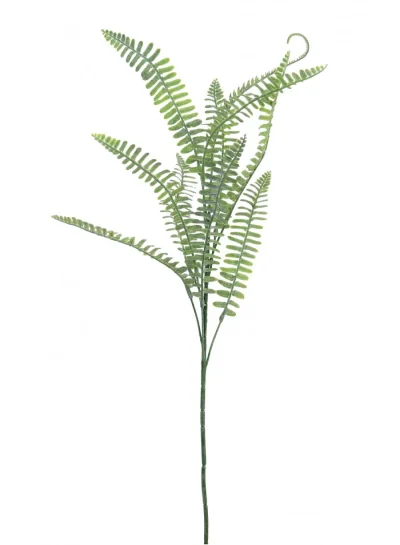 Royal Fern Spray (Dusted) Royal Fern Spray (Dusted)