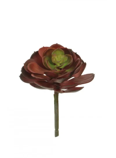 Burgandy Afterglow Succulent Burgandy Afterglow Succulent