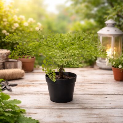 Artificial Maidenhair Fern in Pot – 35cm